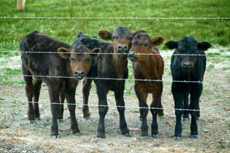 Know Your Vet, Facilities, and Animals for a Successful Calving Season Image
